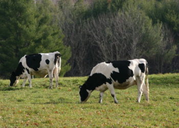 The Internet of (Living) Things: Tracking dairy cow eating habits
